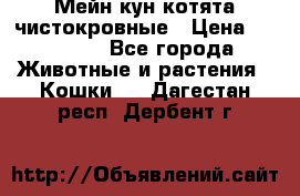 Мейн-кун котята чистокровные › Цена ­ 25 000 - Все города Животные и растения » Кошки   . Дагестан респ.,Дербент г.